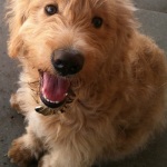 Photo of Martin, our new GoldenDoodle