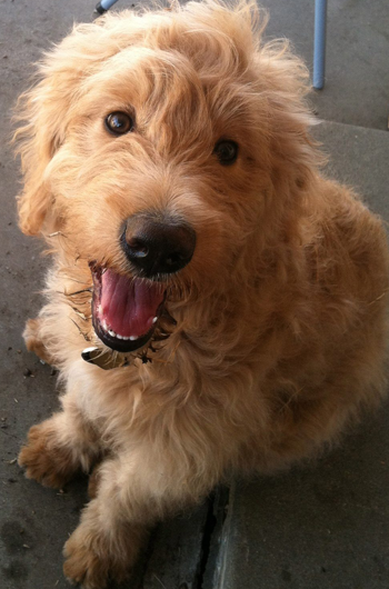 Photo of Martin, our new GoldenDoodle